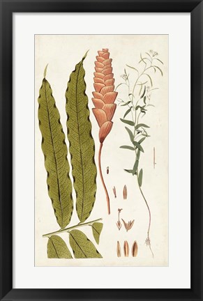 Framed Leaf Varieties VII Print