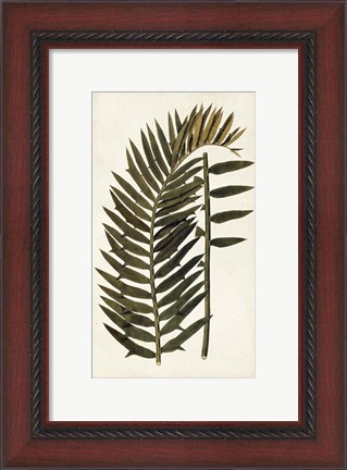 Framed Leaf Varieties VIII Print