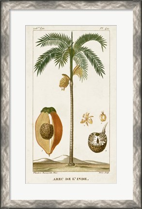 Framed Exotic Palms V Print