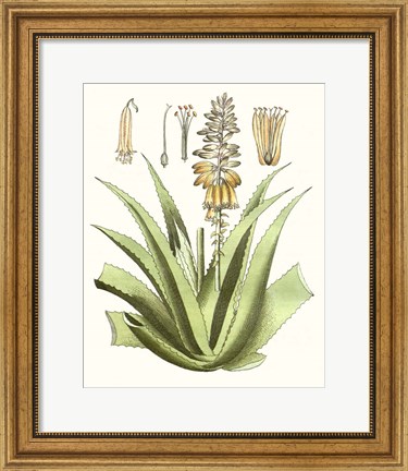 Framed Antique Aloe II Print
