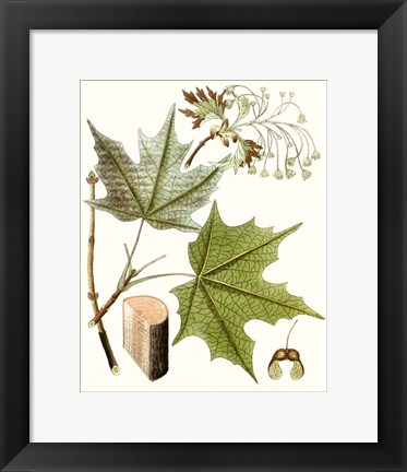 Framed Maple Leaves III Print