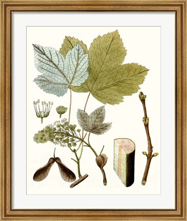 Framed Maple Leaves IV Print
