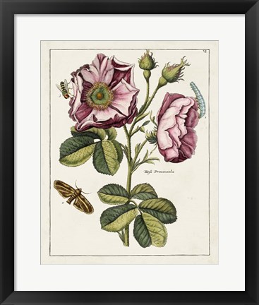 Framed Pink Rose Print