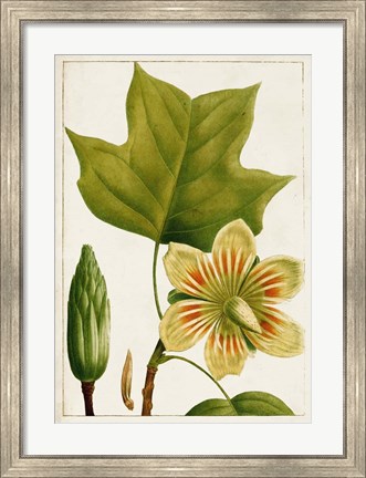 Framed Antique Flowering Trees IV Print