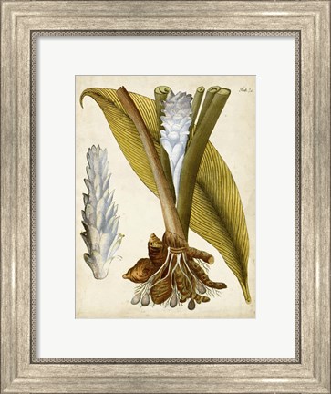 Framed Horticultural Specimen I Print