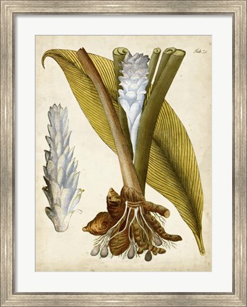 Framed Horticultural Specimen I Print