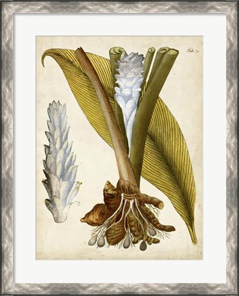 Framed Horticultural Specimen I Print