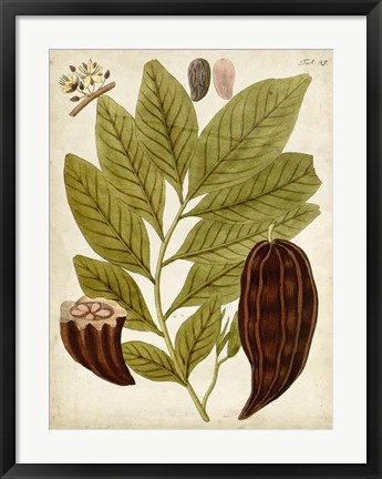 Framed Horticultural Specimen III Print