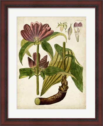 Framed Horticultural Specimen IV Print