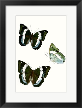 Framed Butterfly Specimen VIII Print