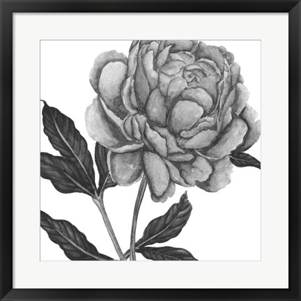 Framed Flowers in Grey IV Print
