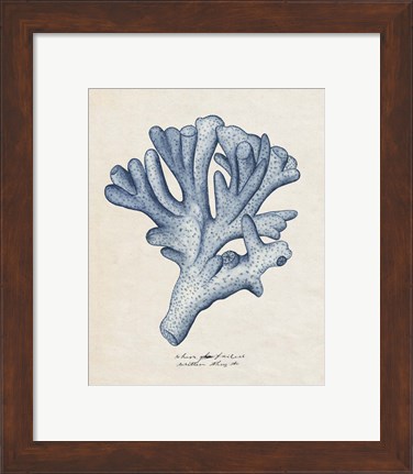 Framed Sea Coral Study I Print
