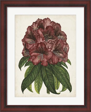 Framed Rhododendron Study I Print