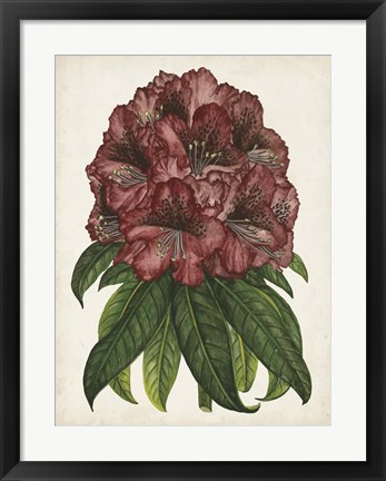 Framed Rhododendron Study I Print