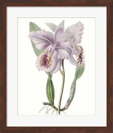 Framed Lavender Beauties II Print