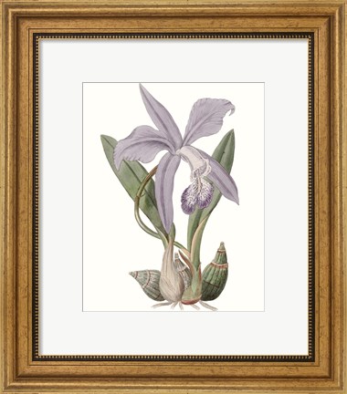 Framed Lavender Beauties IV Print