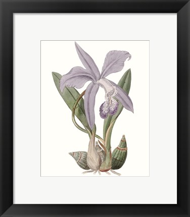 Framed Lavender Beauties IV Print