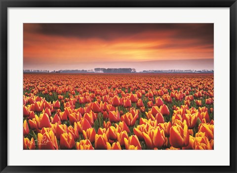 Framed Dramatic Tulips Print