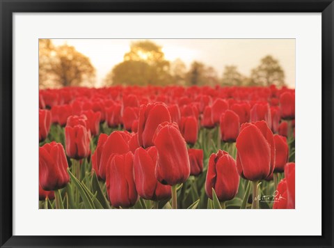 Framed Tulips from Twente Print