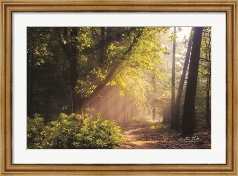 Framed Sunny Trail Print