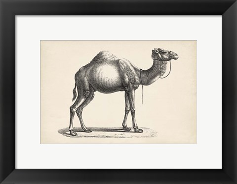 Framed Dromedary Print