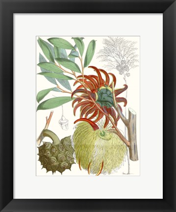 Framed Tropical Variety IV Print