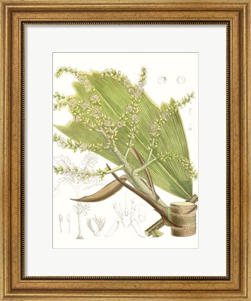 Framed Palm Melange III Print