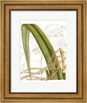 Framed Palm Melange VIII Print