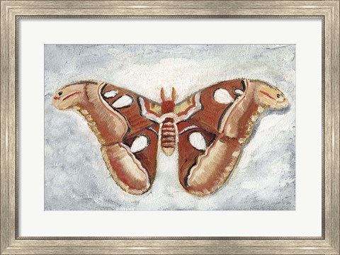 Framed Papillon de Nuit I Print