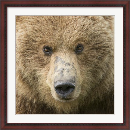 Framed Bear Life I Print