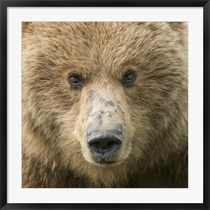 Framed Bear Life I Print
