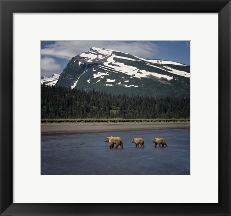 Framed Bear Life V Print
