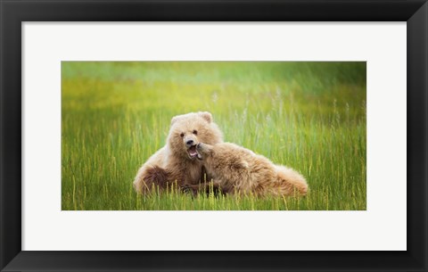 Framed Bear Life VIII Print