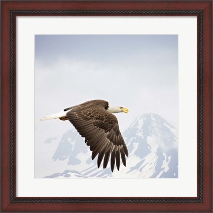 Framed Majestic Eagle I Print