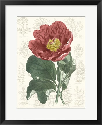 Framed Peony Flower Garden I Print
