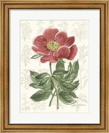 Framed Peony Flower Garden II Print