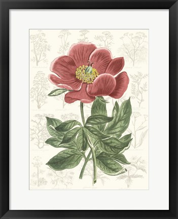 Framed Peony Flower Garden II Print