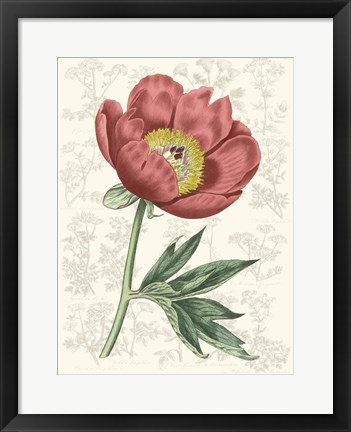 Framed Peony Flower Garden III Print