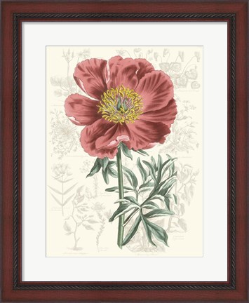 Framed Peony Flower Garden IV Print
