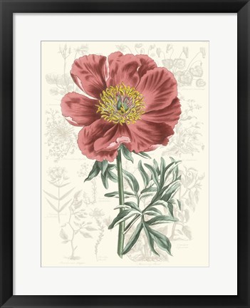 Framed Peony Flower Garden IV Print