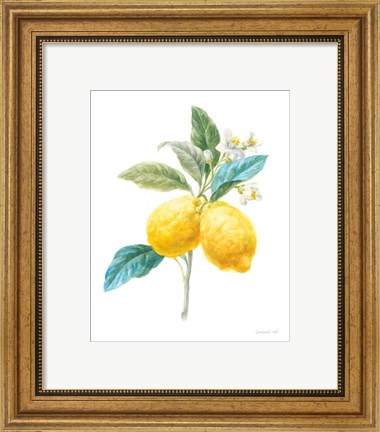 Framed Floursack Lemon IV on White Print