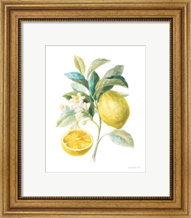 Framed Floursack Lemon III on White Print
