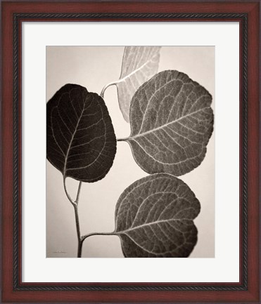 Framed Eucalyptus Sepia Print