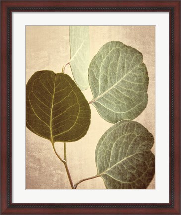 Framed Eucalyptus Color Print