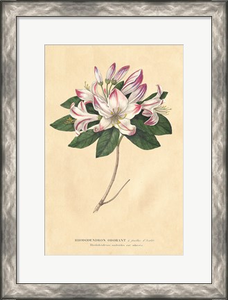 Framed Rhododendron Vintage Print