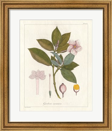 Framed Botanical Gardenia v2 Print