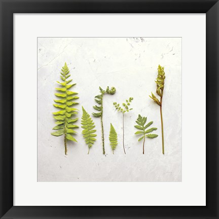 Framed Flat Lay Ferns III Print