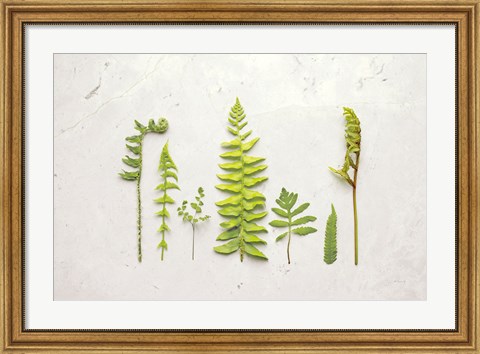 Framed Flat Lay Ferns II Print