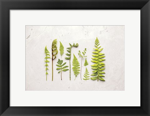 Framed Flat Lay Ferns I Print