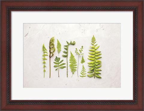 Framed Flat Lay Ferns I Print